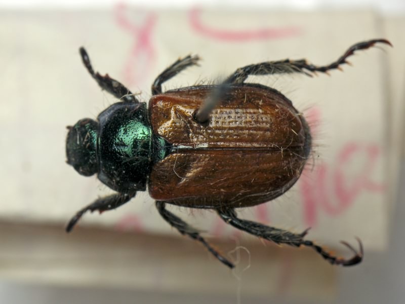 Phyllopertha horticola (Linnaeus, 1758)
